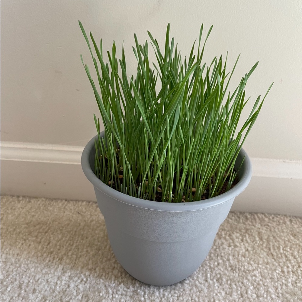 Organic cat grass growing kit with ceramic pot - Picture 2 of 3